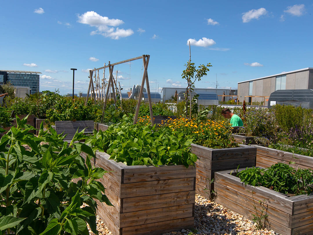 Ein Dachgarten mit mehreren hölzernen Hochbeeten, gefüllt mit grünen Pflanzen und Blumen unter blauem Himmel. Eine Person in einem grünen Hemd kümmert sich um den Garten im Hintergrund, der von Gebäuden umgeben ist.